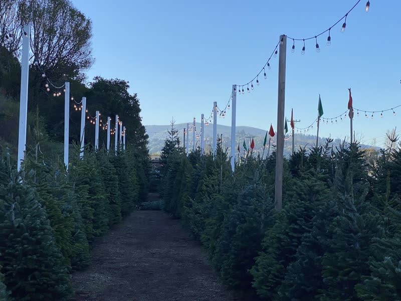 Rows of fresh Noble Fir Christmas trees under string lights at Ian's Christmas Trees in Mill Valley